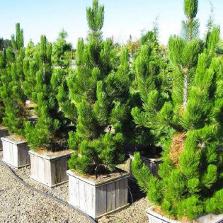 Sosna bośniacka Satellit Pinus heldreichii