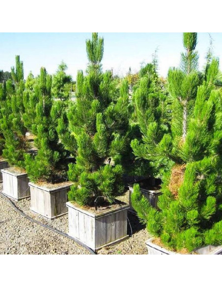 Sosna bośniacka Satellit Pinus heldreichii