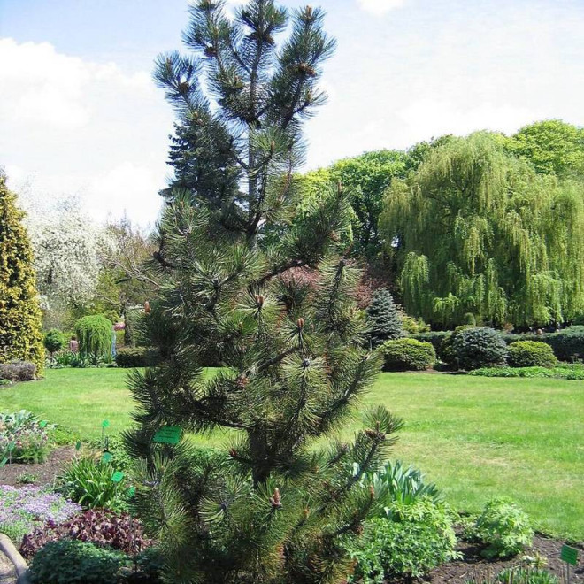 Sosna bośniacka Pinus heldreichii Satellit