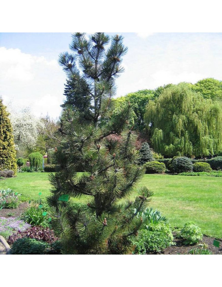 Sosna bośniacka Pinus heldreichii Satellit