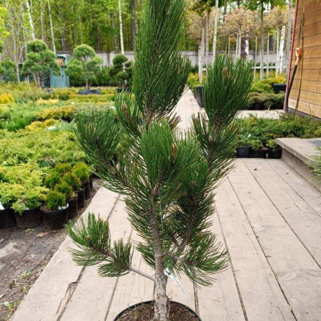 Satellit Pinus heldreichii Sosna bośniacka