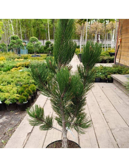 Satellit Pinus heldreichii Sosna bośniacka