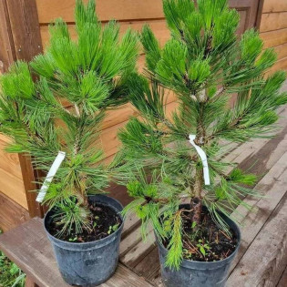 Nana Pinus heldreichii Sosna bośniacka