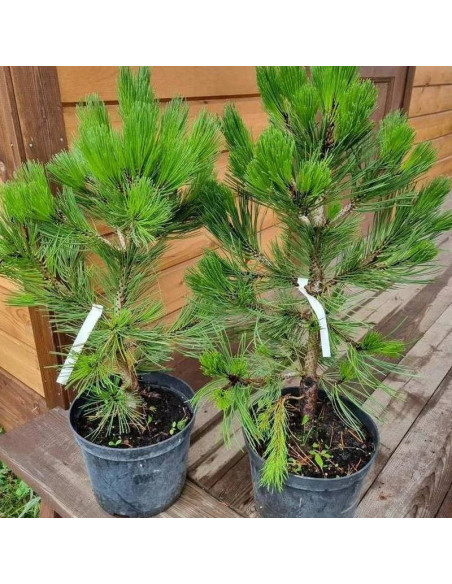 Nana Pinus heldreichii Sosna bośniacka