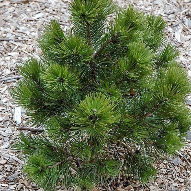 Sosna bośniacka Nana Pinus heldreichii