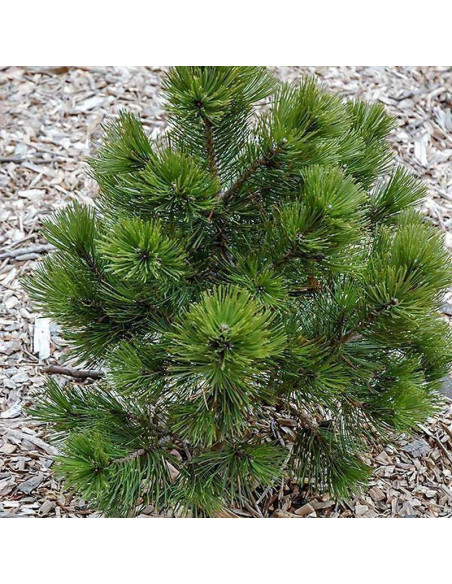 Sosna bośniacka Nana Pinus heldreichii