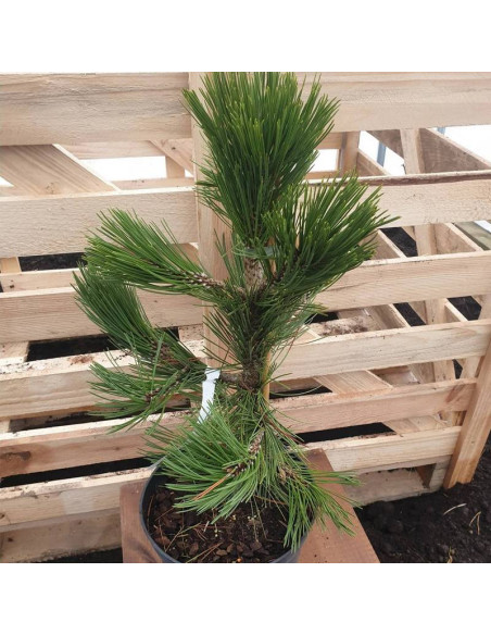 Sosna bośniacka Nana Pinus heldreichii