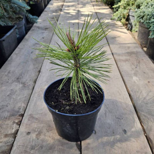 Mint Truffle Pinus heldreichii Sosna bośniacka