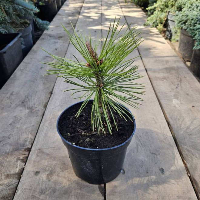 Mint Truffle Pinus heldreichii Sosna bośniacka