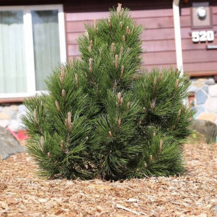 Mint Truffle Pinus heldreichii Sosna bośniacka 2