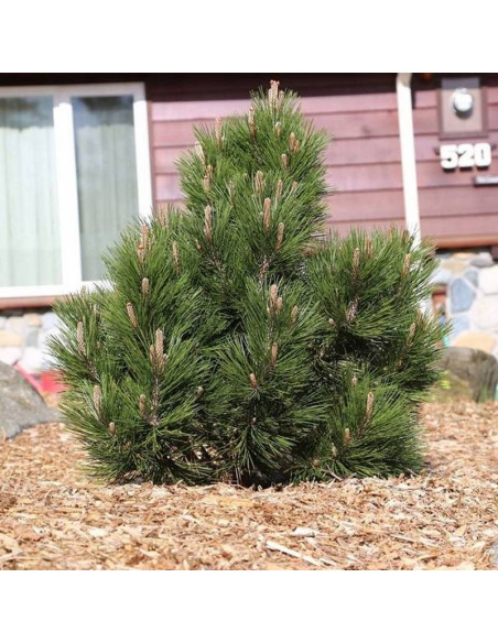 Sosna bośniacka Mint Truffle Pinus heldreichii