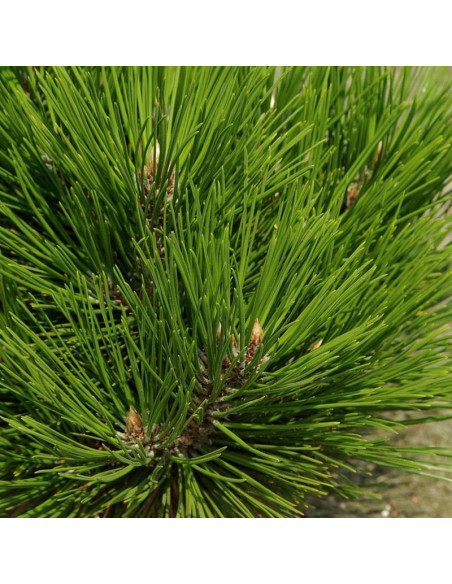 Sosna bośniacka Pinus heldreichii Mint Truffle