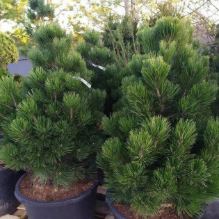 Sosna bośniacka Malinki Pinus heldreichii