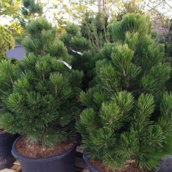 Sosna bośniacka Malinki Pinus heldreichii