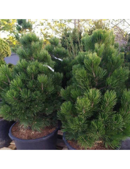 Sosna bośniacka Malinki Pinus heldreichii