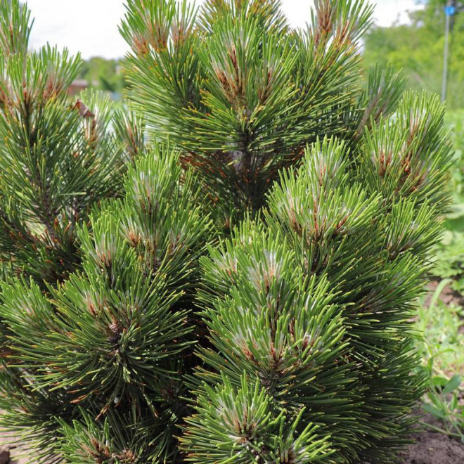 Malinki Pinus heldreichii Sosna bośniacka