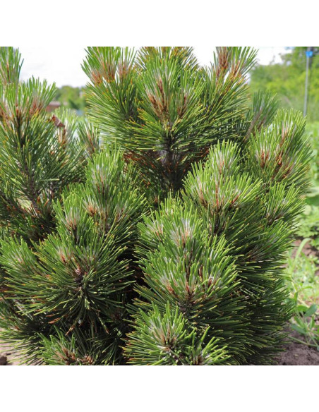 Malinki Pinus heldreichii Sosna bośniacka