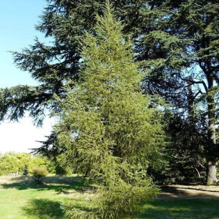 Grot Larix ×marschlinsii Modrzew Marschlinsa 2