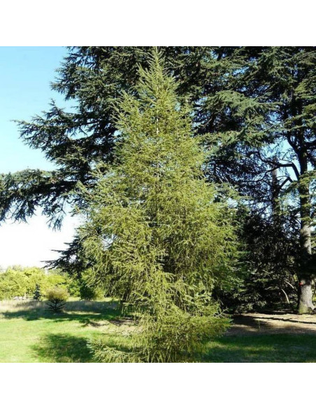 Modrzew Marschlinsa Grot Larix ×marschlinsii