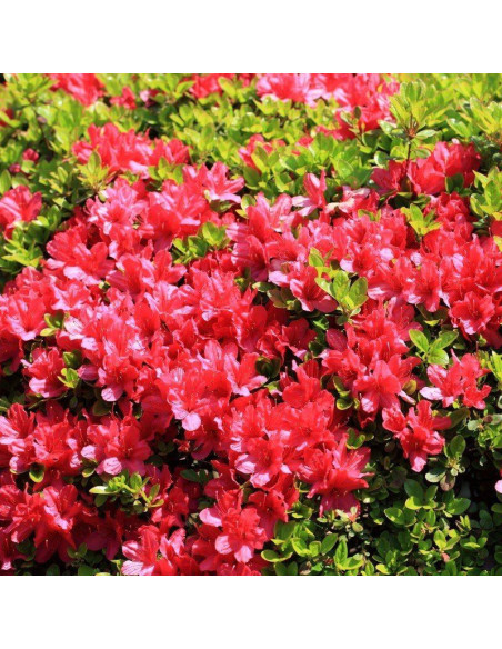 Azalia japońska Maruschka PBR Rhododendron obtusum