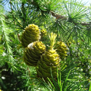 Modrzew Marschlinsa Larix ×marschlinsii