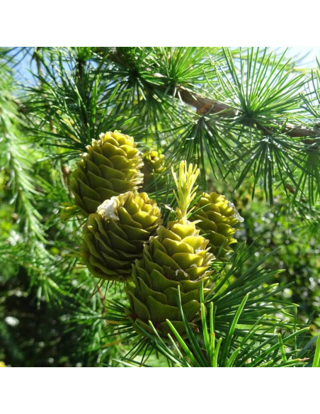 Modrzew Marschlinsa Larix ×marschlinsii
