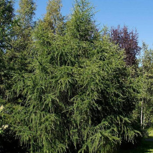 Modrzew Marschlinsa Larix ×marschlinsii 2