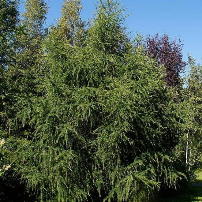 Marschlinsa Larix ×marschlinsii Modrzew