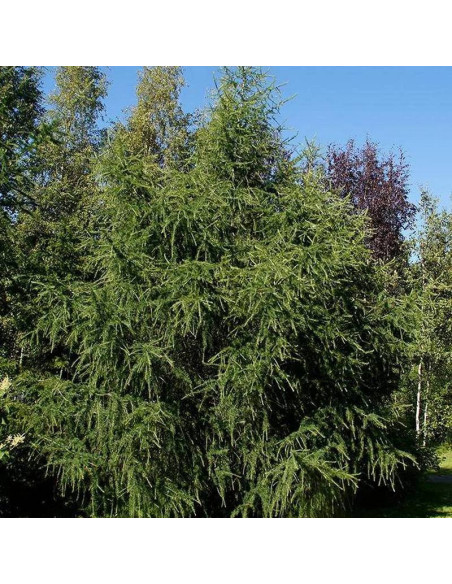 Marschlinsa Larix ×marschlinsii Modrzew