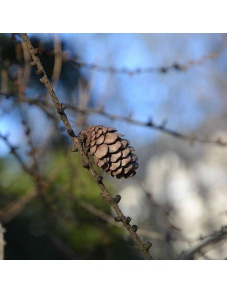 Larix ×marschlinsii Modrzew Marschlinsa