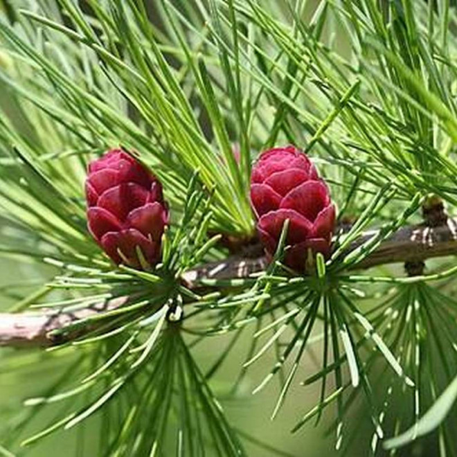 Modrzew amerykański Steuben Larix laricina