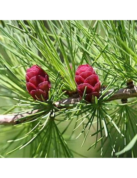 Modrzew amerykański Steuben Larix laricina
