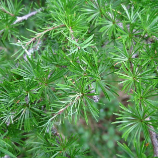 Modrzew amerykański Steuben Larix laricina 2