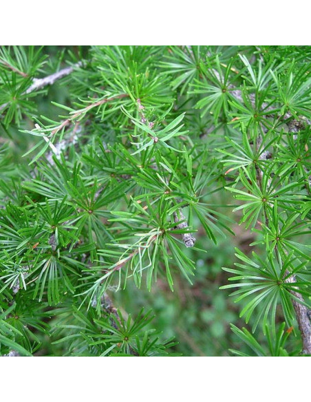 Steuben Larix laricina Modrzew amerykański