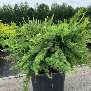 Arethusa Bog Larix laricina Modrzew amerykański