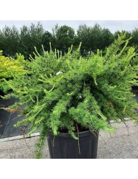 Arethusa Bog Larix laricina Modrzew amerykański