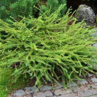 Arethusa Bog Larix laricina Modrzew amerykański 2