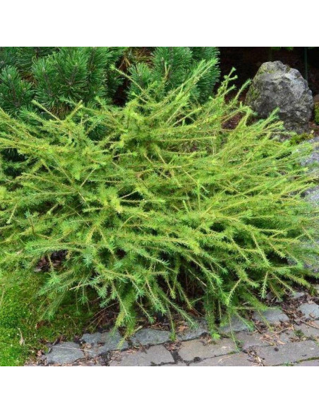 Modrzew amerykański Arethusa Bog Larix laricina