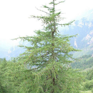Modrzew dahurski odm. Księcia Ruprechta Larix gmelinii