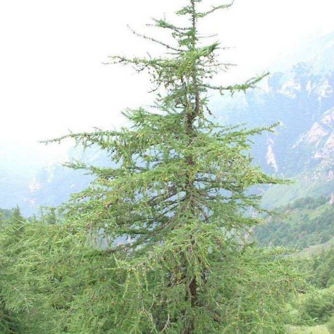 Modrzew dahurski odm. Księcia Ruprechta Larix gmelinii