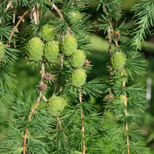 Modrzew dahurski odm. Księcia Ruprechta Larix gmelinii 2