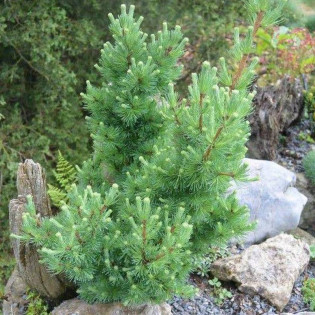 Tharandt Larix gmelinii Modrzew daurski