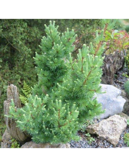 Tharandt Larix gmelinii Modrzew daurski