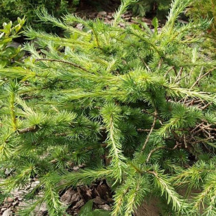 Tharandt Larix gmelinii Modrzew daurski 2