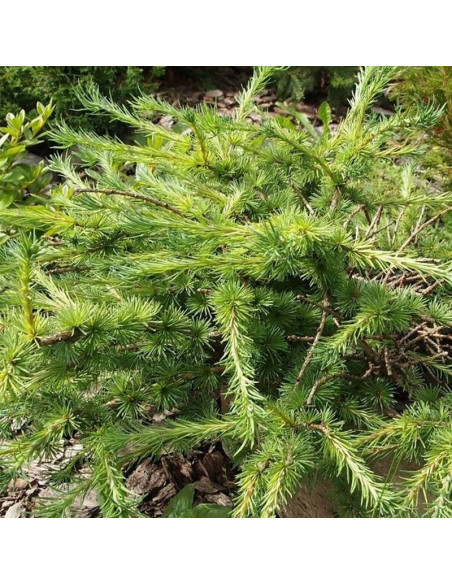 Modrzew daurski Tharandt Larix gmelinii