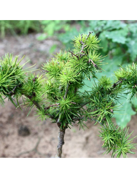 Modrzew daurski Larix gmelinii Tharandt