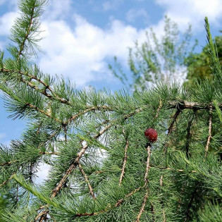 Larix gmelinii Modrzew daurski