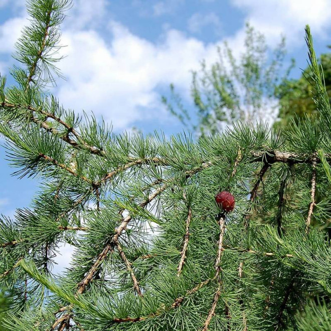 Larix gmelinii Modrzew daurski