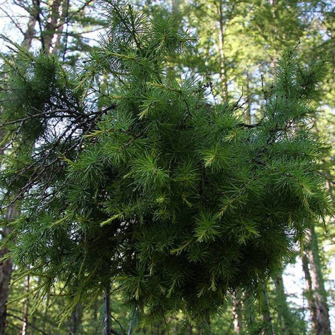 Modrzew daurski Larix gmelinii