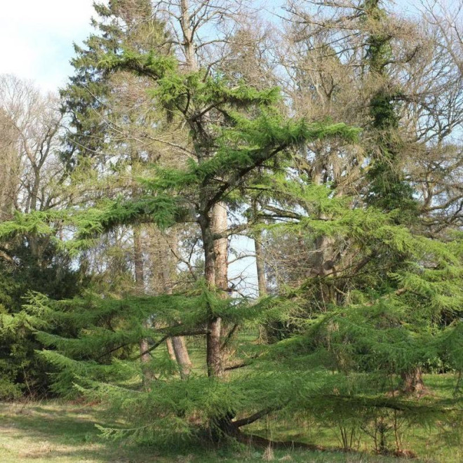 Modrzew Larix Gmelinii Daurski